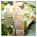 Chanson D Eau - Jasmine Edt 100ml